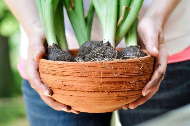 冬から始める来季準備、土壌改良で庭の土台づくり